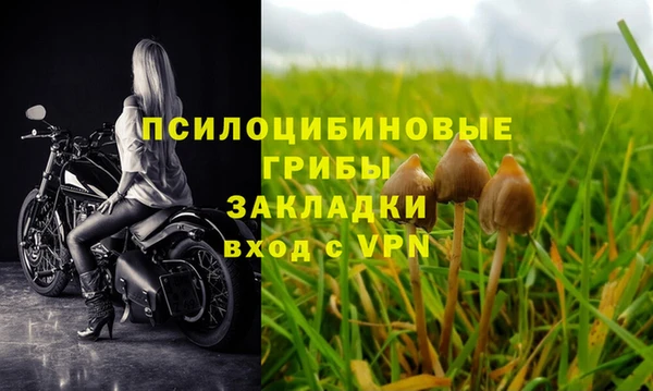 PSILOCYBIN Аркадак