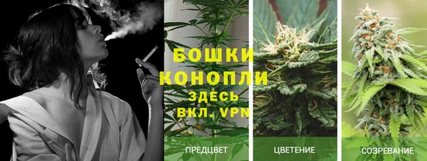 прущие грибы Армянск